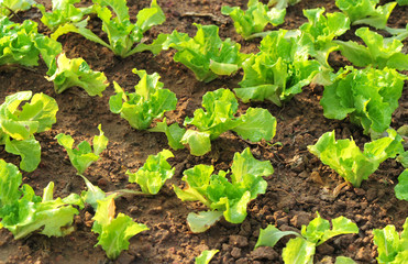 green lettuce crops in growth at vegetable garden