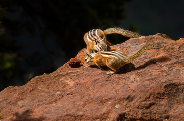 Chipmunks fighting over a pit from peach in Zion National Park, Utah.