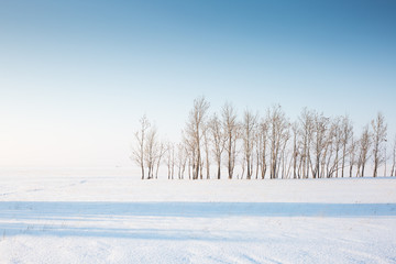 the horizon, trees and snow in the forest in winter