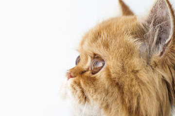 head cat portrait close up