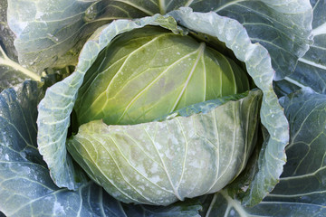 cabbage in the garden
