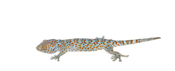 Fototapeta premium Isolated gecko on white background