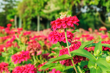 Zinnia  pink  close up