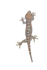 Isolated gecko on white background