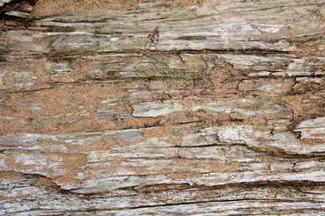 Obraz na płótnie Canvas Background of Dirftwood Covered in Grains of Sand