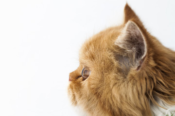 head cat portrait close up
