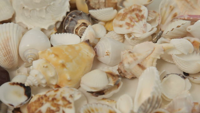 Background of shells