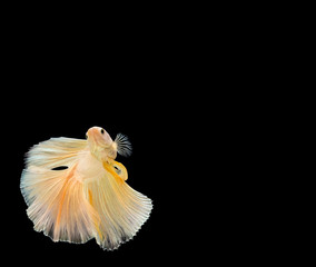 Betta fish, siamese fighting fish, betta splendens (Halfmoon bet