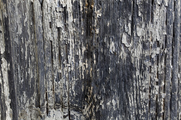 Obraz premium Texture