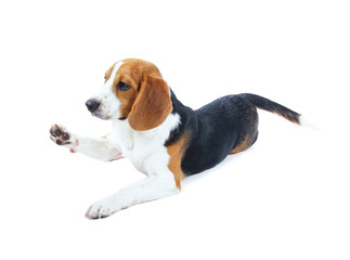 beagle dog isolated on white background