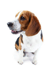 beagle dog isolated on white background