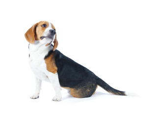 beagle dog isolated on white background