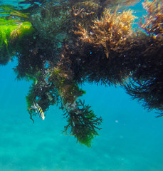 Small fishes and seaweeds, Philippines