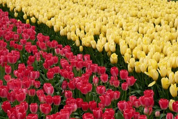 Red and Yellow Tulips Diagonal 