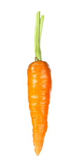 Carrot isolated on white background