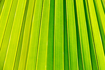 Fototapeta premium palm leaves