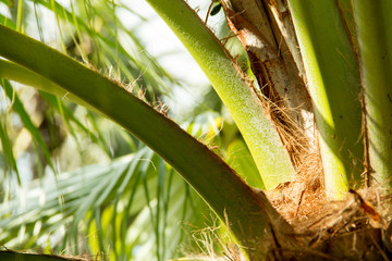 the palm