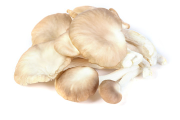 oyster mushroom on white background