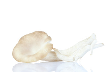 Fototapeta na wymiar oyster mushroom on white background