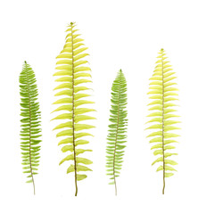 Fototapeta na wymiar leaf fern isolated on white background