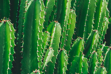 Green Cactus closeup. Green San Pedro Cactus, thorny fast growing hexagonal shape Cacti perfectly close captured in the desert.. - obrazy, fototapety, plakaty