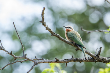 White-fronted Bee-eater in Kruger National park, South Africa
