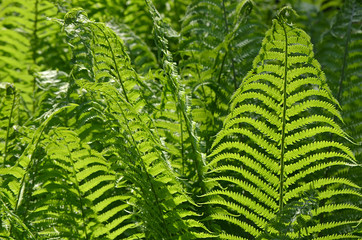 Папоротник.