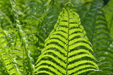 Папоротник.