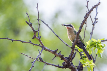 White-fronted Bee-eater in Kruger National park, South Africa