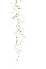 Spanish moss isolate on white
