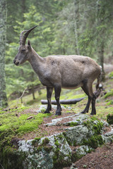 Female alpine ibex on a rock
