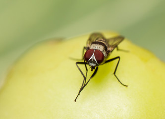 macro, fly feeding on a rotting tomato