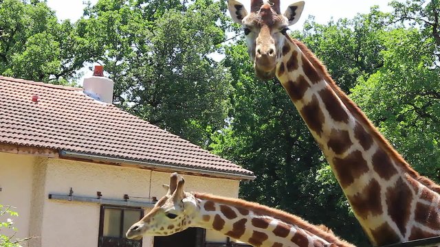 Giraffes In The Zoo Safari Park