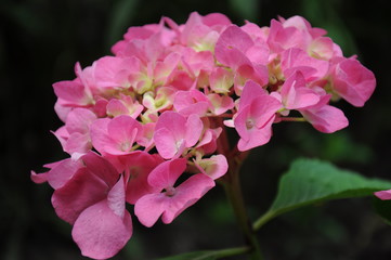 Гортензия розовая