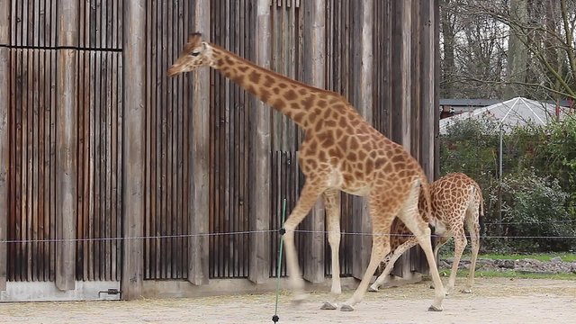 Giraffes walking In The Zoo Safari Park