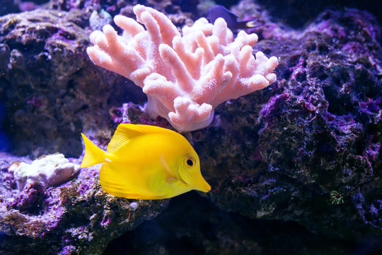 Tropical fish swims near coral reef. Underwater life.