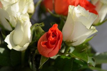 rose buds, bunch of flowers, romance