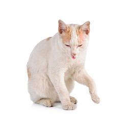 Thai cat isolated on the white background