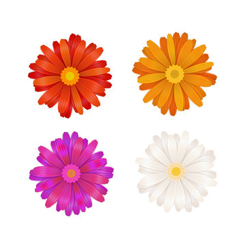 Set of colourful gerbera flowers on white