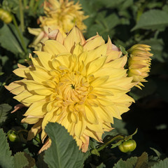 Obraz premium Dahlien, Dahlias