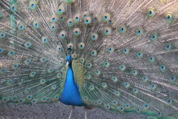 Obraz premium павлин