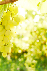 Close-up of green grape bunch