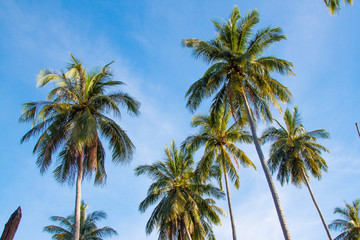 Fototapeta na wymiar Palm Trees on Blue Sky Background