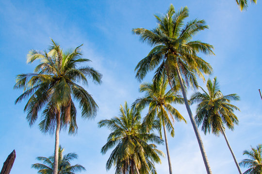 Palm Trees on Blue Sky Background