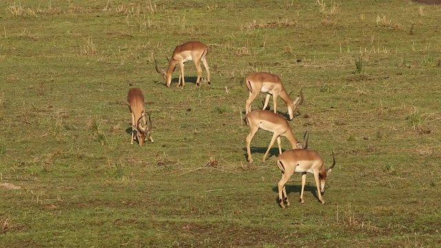 Impala antelopes (Aepyceros melampus) grazing, Kruger National Park, South Africa