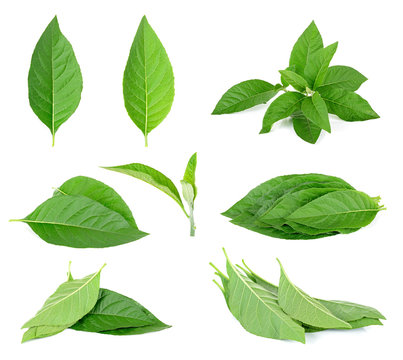 Adhatoda vasica or medicinal Basak leaf isolated on white