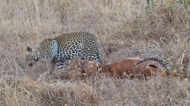 A leopard (Panthera pardus) with its impala antelope prey, Sabie-Sand nature reserve, South Africa