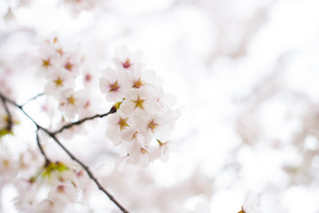The beautiful cherry blossom Sakura