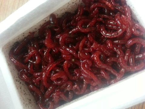 worms