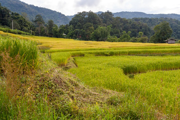 Green and yellow step/terraced rice field in Chiangmai, Thailand